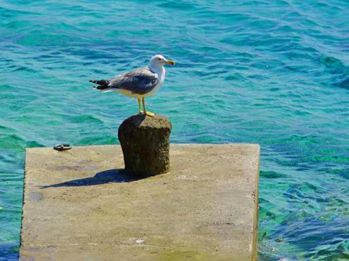 Villa Nova Vela Luka Exteriér fotografie